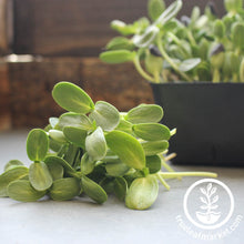 Load image into Gallery viewer, Seed Assortment: Microgreen Seeds - Soil Selection
