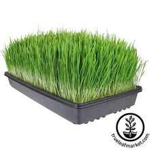Load image into Gallery viewer, Hydroponic Wheatgrass Growing Kit
