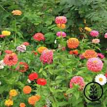 Load image into Gallery viewer, Fast &amp; Easy Bilingual Flower Seed Collection

